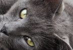 Calculer âge humain du chat Chartreux