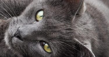 Calculer âge humain du chat Chartreux